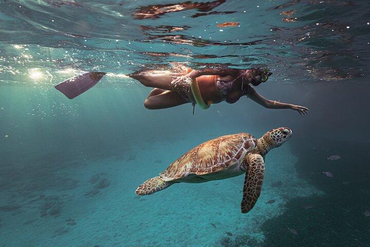 Galardonada tortuga privada de buceo de Aruba | Video Incluido