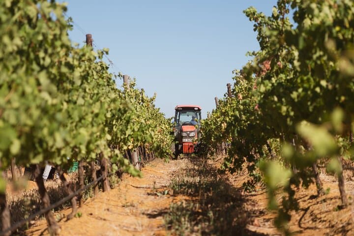 African Story Wine Tours in the Cape Winelands