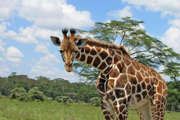 Safari Naivasha Nakuru Baringo Bogotá - 2 Días en el Valle del Rift