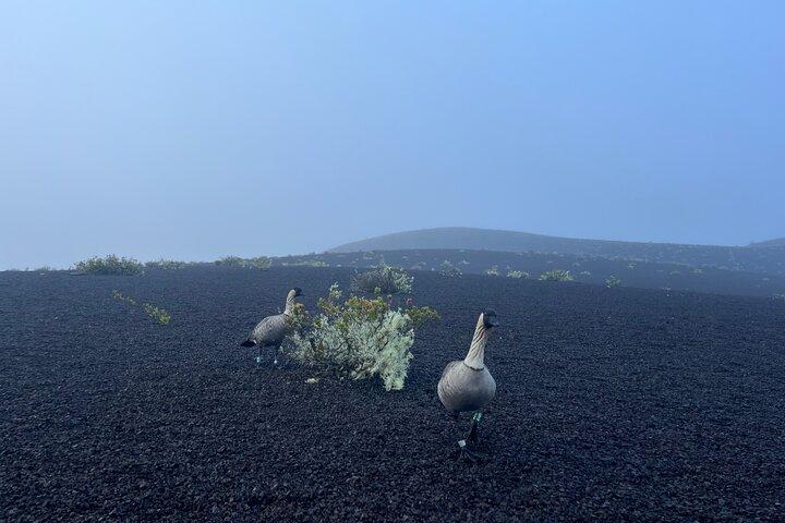 Escursione a Kīlauea e osservazione della lava con nativi hawaiani
