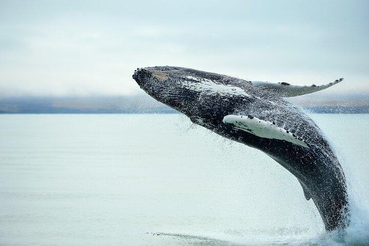 Kaikōura Whale Watch Tour from Christchurch - Small Group