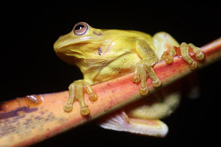 アレナル火山のラ・フォルトゥナ・ナイトウォーク：熱帯雨林の野生動物ツアー