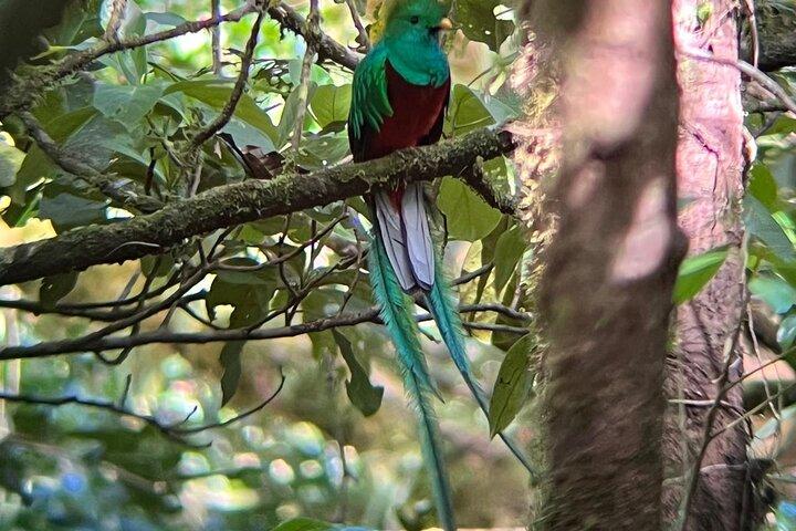 Monteverde Suspension Bridges Private Tour