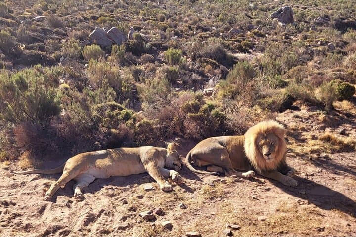 Cape town: Aquila sunset safari tour with lunch included