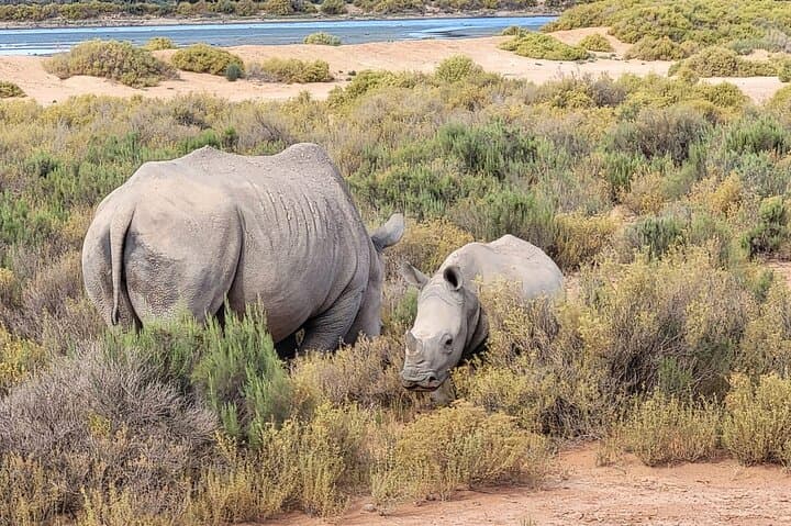 Cape town: Aquila sunset safari tour with lunch included