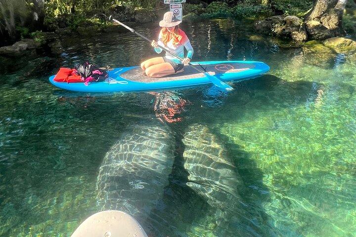 Crystal River Paddle Board Rental | 3 Horas | ¡Vea Los Manatíes!
