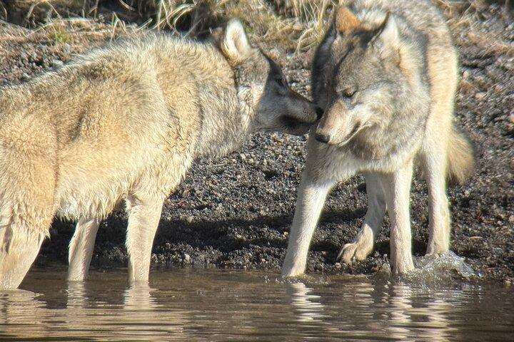 Yellowstone National Park Privat guidet tur - hele dagen