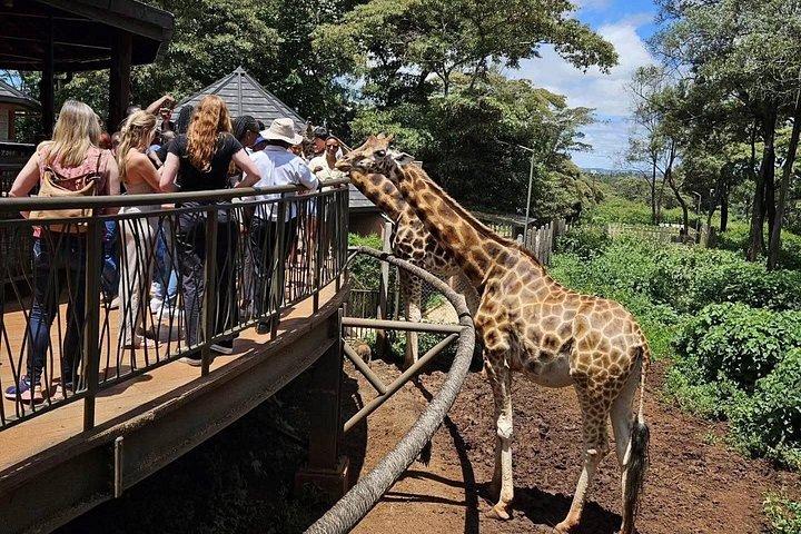 ナイロビ国立公園、象の孤児院＆キリンセンターツアー。