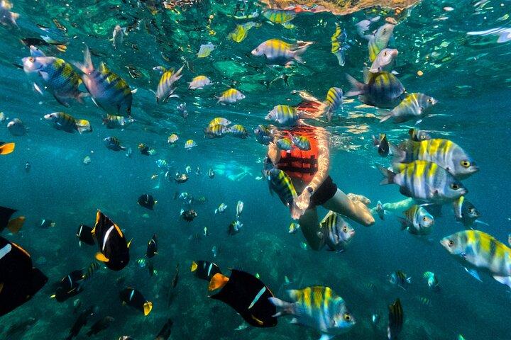 Puerto Vallarta: Mergulho com snorkel e peixes tropicais e passeio de tirolesa