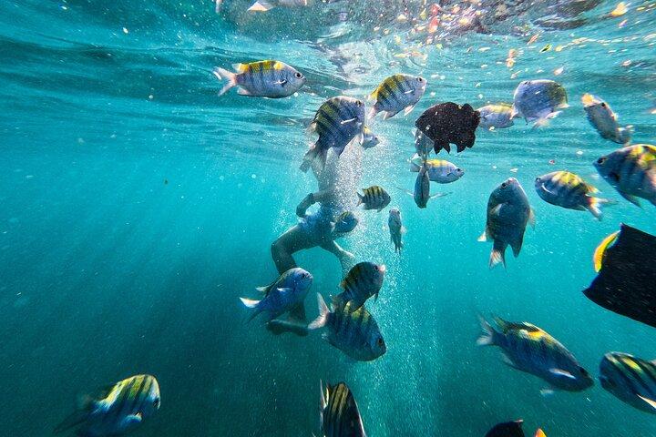 Puerto Vallarta: Mergulho com snorkel e peixes tropicais e passeio de tirolesa