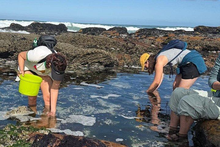 Scarborough Coastal Foraging e almoço de comida selvagem