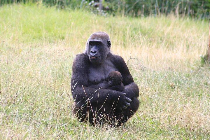 3 jours Gorilla Trekking Safari Bwindi Impenetrable National Park