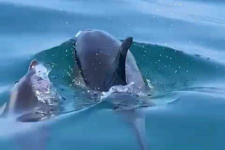 Exclusive Dolphin Watching Adventure in Setubal