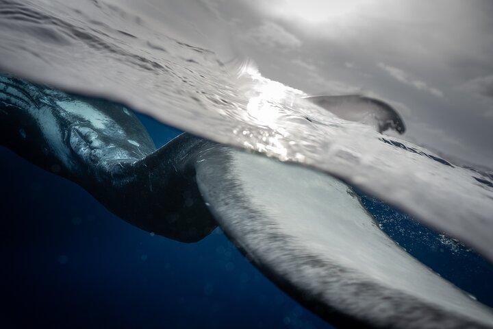Excursion Baleine respectueuse a Tahiti en 4h30