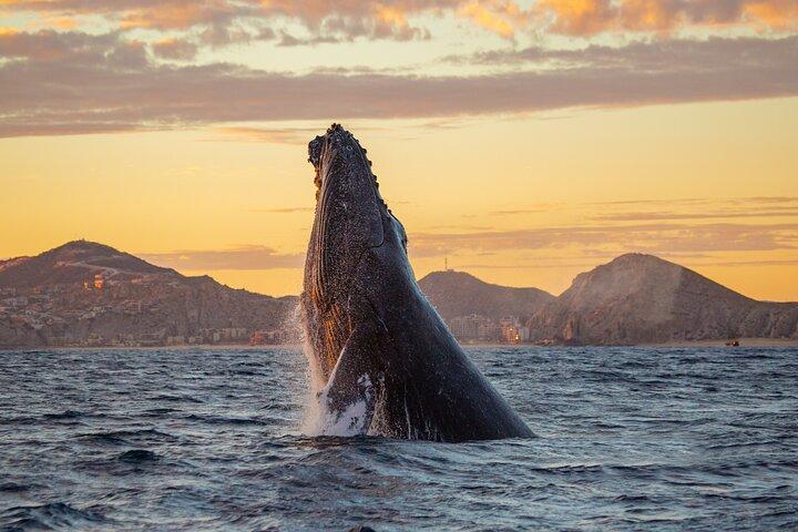 Whale Watching una maestosa esperienza di Cabo