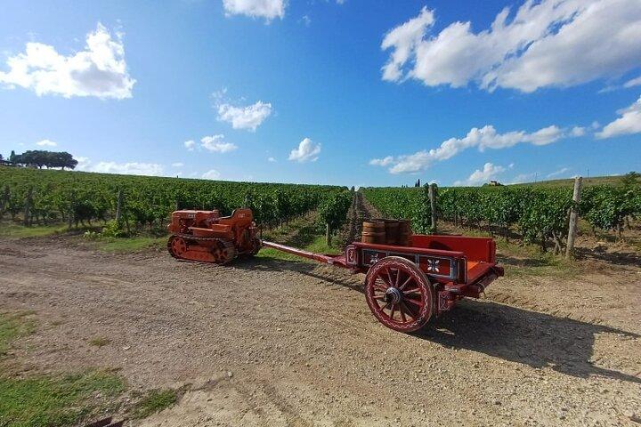 Chianti Classico "Black Rooster" og "Super Tuscan" Wine Tour