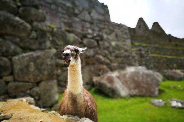 Private Machu Picchu Full Day: All-Inclusive from Sacred Valley