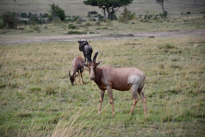 3 Days Masai Mara Budget Safari
