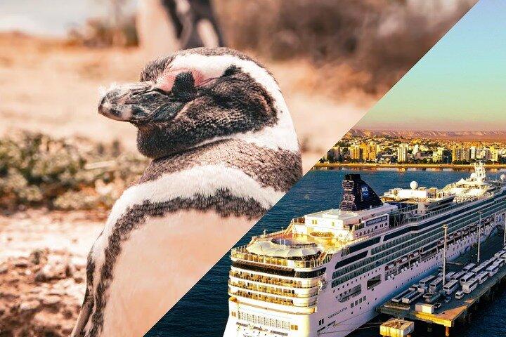 Shore Tours Punta Tombo krydstogtskibspassagerer Puerto Madryn