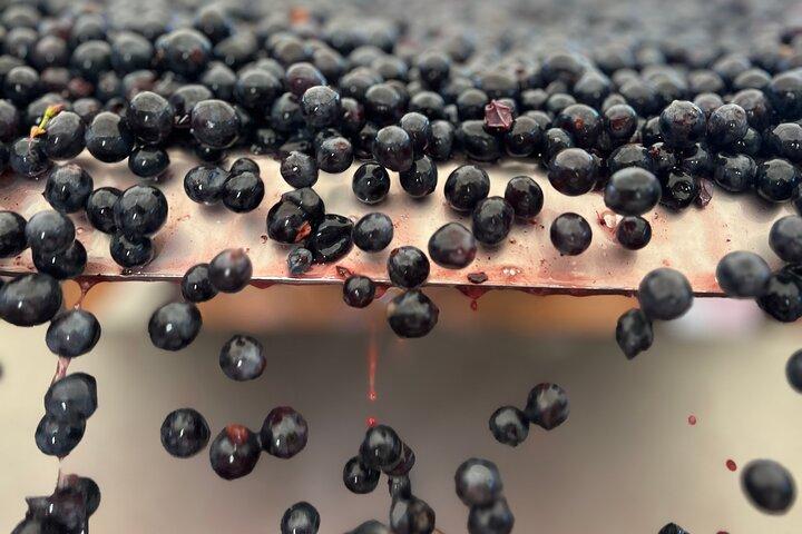 Catas de Vinos de Chianti Classico Orgánico con Almuerzo Incluido