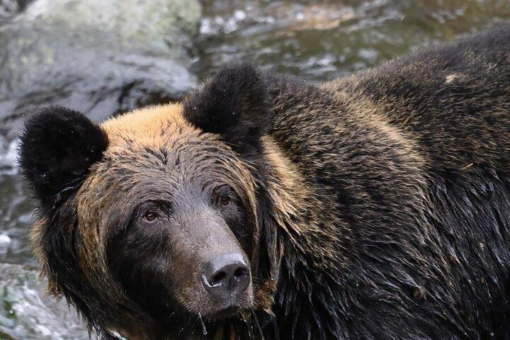 From Bucharest to Bear Sanctuary and Brasov Small Group Tour