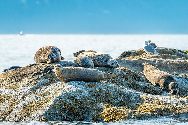 Vancouver Jet Ski Tour til Bowen Island (4 timer)