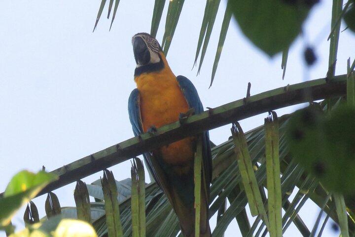 Amazonas jungle eventyr Chuncho 4 dag 3 nat tur