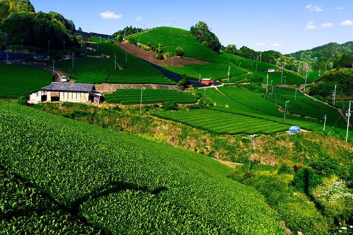 Malerische Grüntee-Felder im verborgenen Kyoto & lokale Tee-Erlebnisse (Privattour)