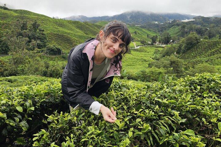 Dagstur til Cameron Highlands fra Ipoh med frokost og Mossy Forest