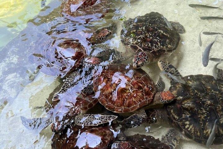 ザ・ラグーンズ・ザンジバルでウミガメと泳ぐ