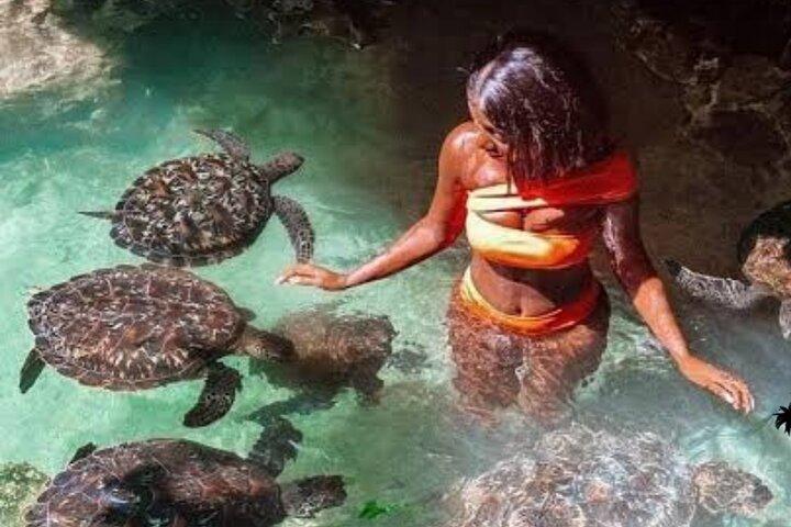 イルカやカメと泳ぐザンジバル水族館