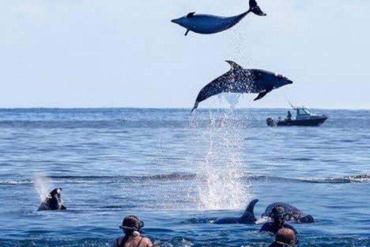 イルカやカメと泳ぐザンジバル水族館