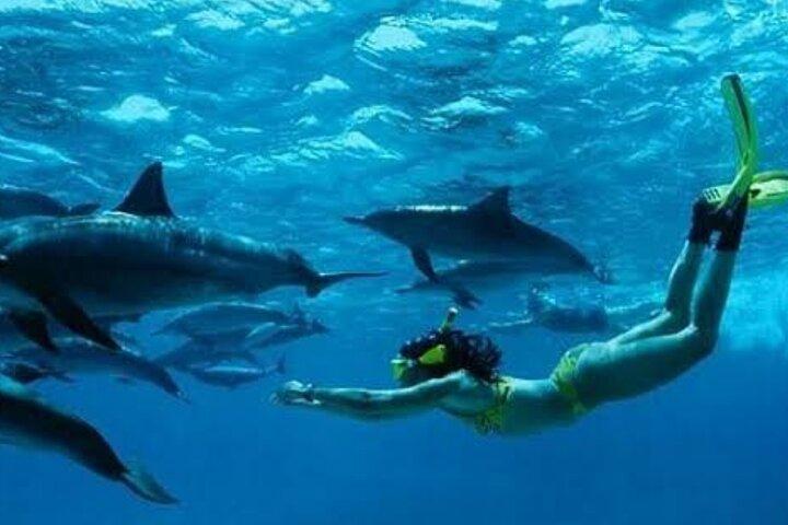 イルカやカメと泳ぐザンジバル水族館