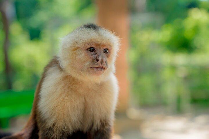 ロアタンプライベートツアー野生動物シュノーケリングとビーチクルーズ