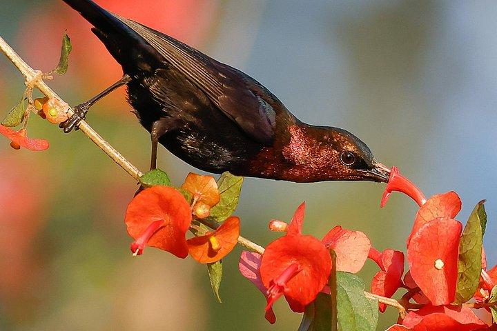One Day Birding Mabamba Swamp