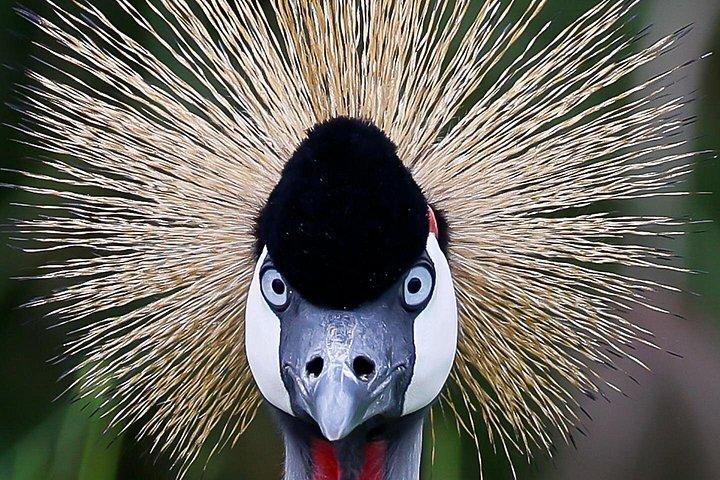 One Day Birding Mabamba Swamp