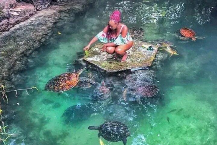 Zanzibar Salaam Cave Svømning og fodring af havskildpadde i Kizimkazi
