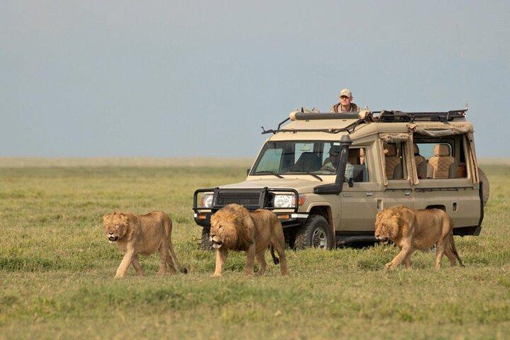Hoteller i nærheden af Ngorongoro Crater Day Tour
