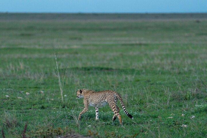 10 Days of Wildlife, Culture & Scenic Beauty from Arusha