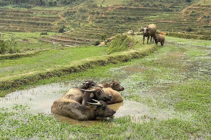 Sapa Scenic Trails : Trekking attraverso terrazze e panorami