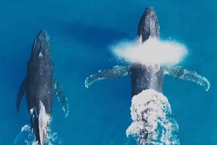 カボ サン ルーカスの素晴らしいキャプテンとのアーチ ツアー