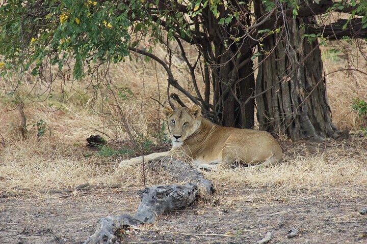 3 Days 2 night Safari in Mikumi by Boat with Train From Zanzibar