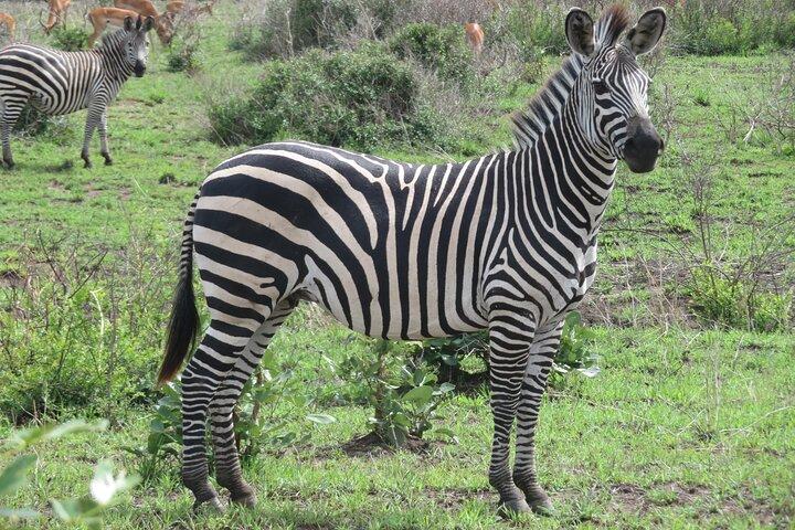 3 Days 2 night Safari in Mikumi by Boat with Train From Zanzibar