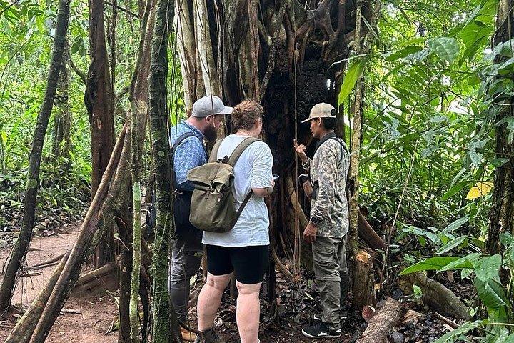 Bijagua Rain Forest Sloth Observation and Coffee Tour