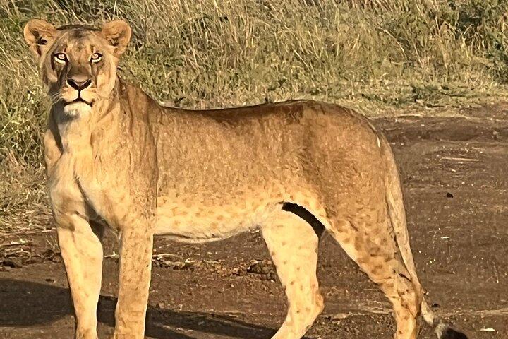 Explore Nairobi National Park with Transportation