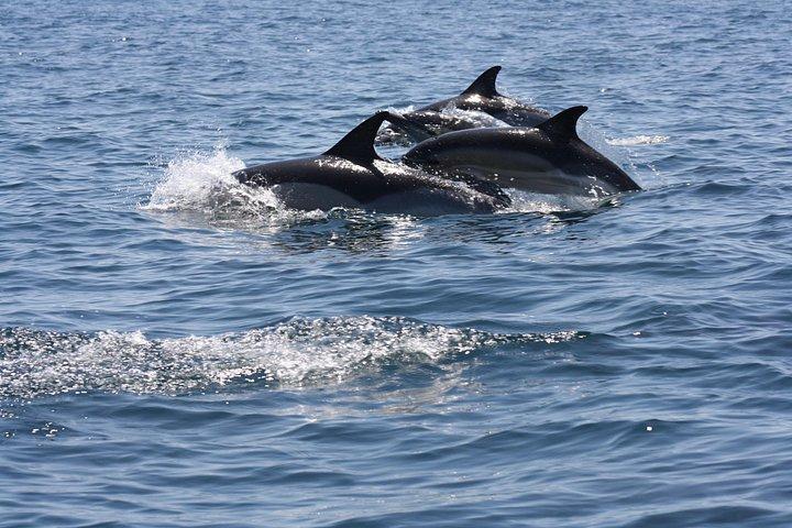 セシンブラで地元の海洋生物学者と一緒にイルカウォッチング
