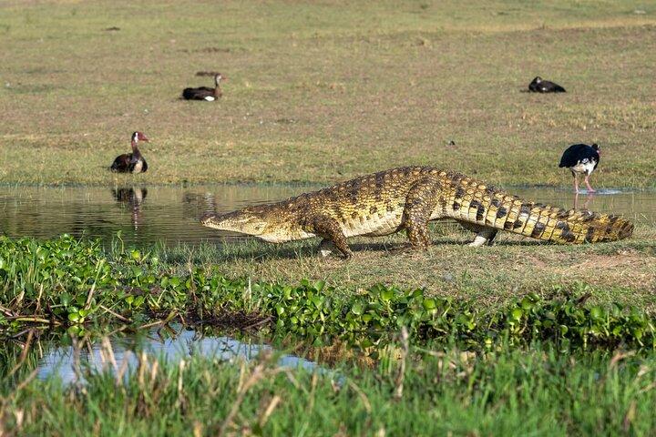 Akagera-Tagessafari