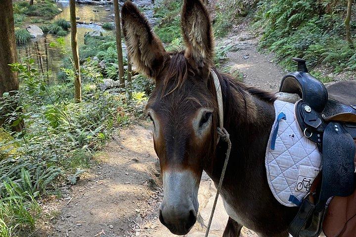 Walk with a donkey Serra D´Arga waterfall, Viana do Castelo