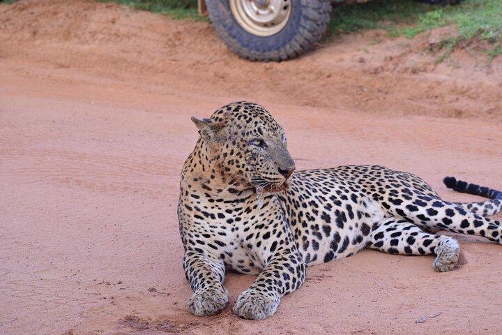 Safari privé au parc national de Yala (tout compris) au départ de Hikkaduwa