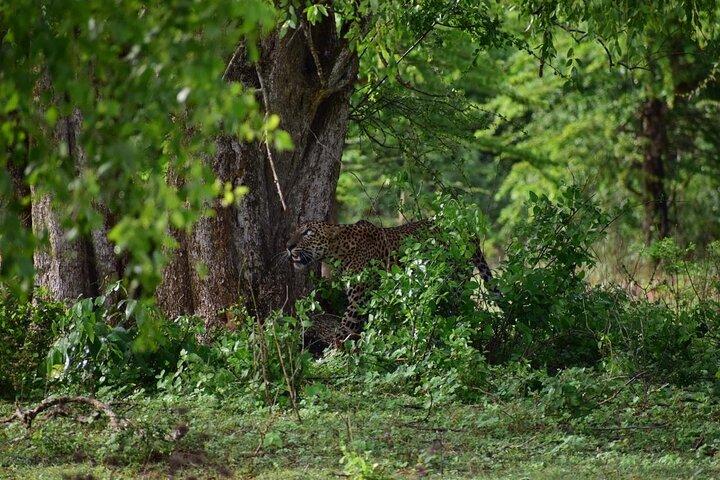 Private Safari im Yala-Nationalpark (All Inclusive) von Hikkaduwa